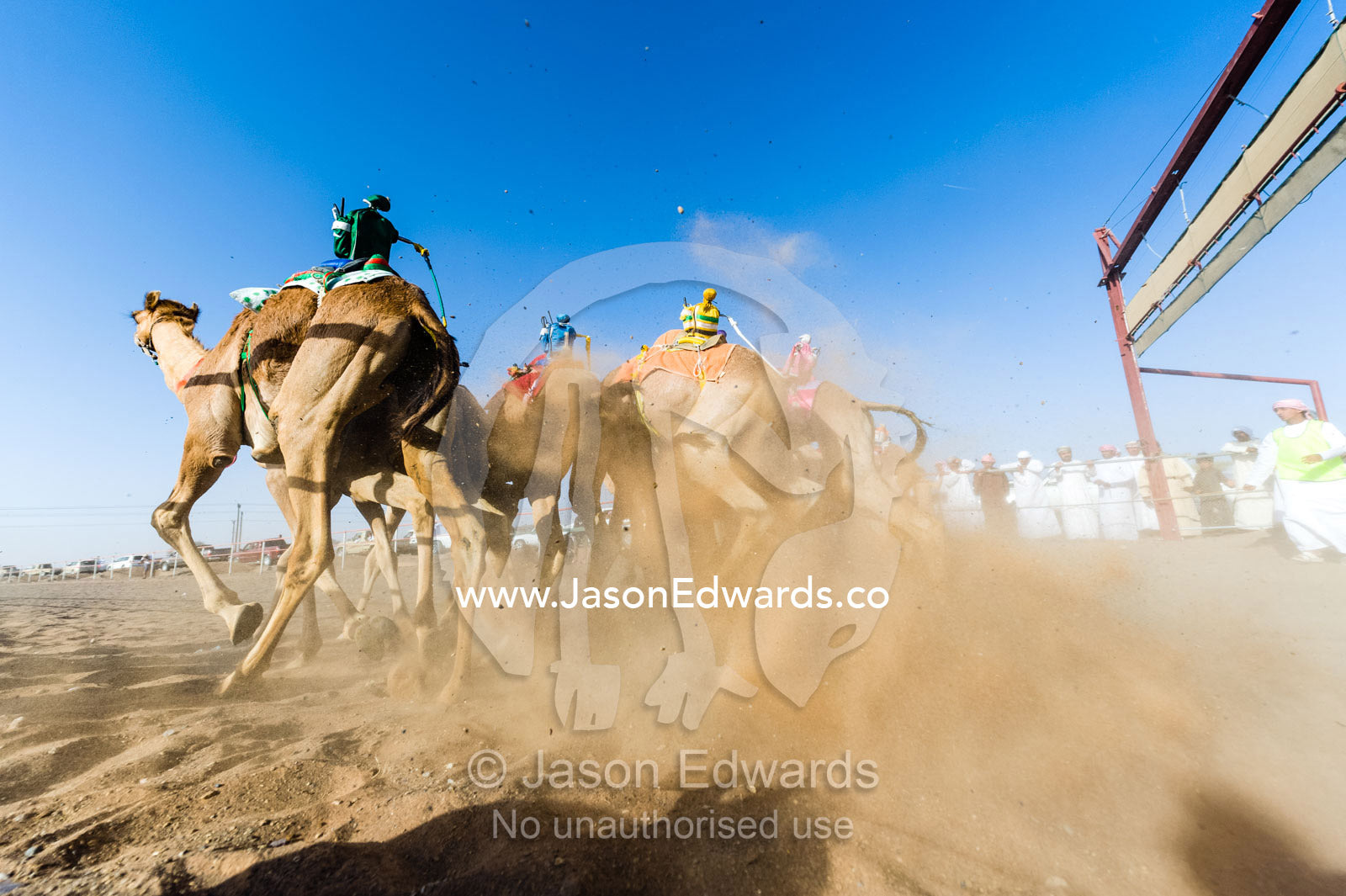Racing camels launch from the start gate and stampede down a sand race track. Bidiya, Sharqiya Region, Sultanate of Oman.