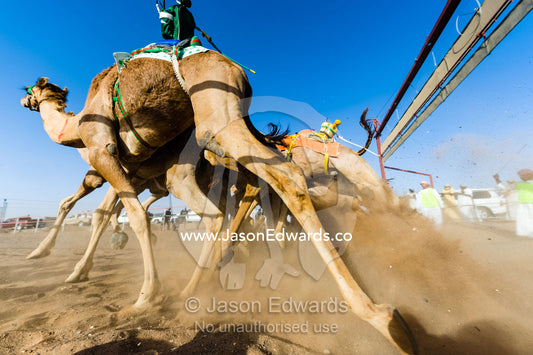Racing camels launch from the start gate and stampede down a sand race track. Bidiya, Sharqiya Region, Sultanate of Oman.