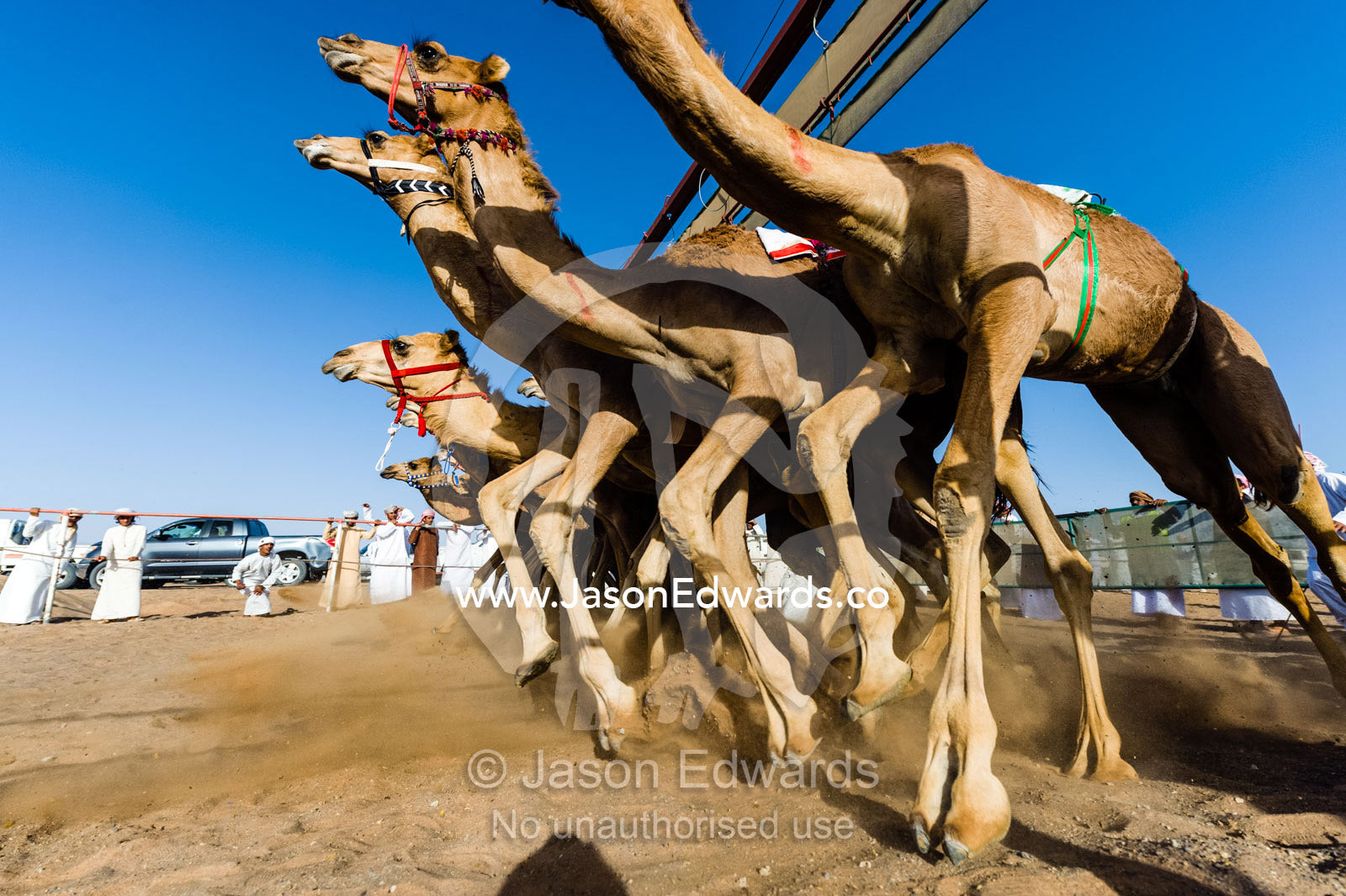 Racing camels launch from the start gate and stampede down a sand race track. Bidiya, Sharqiya Region, Sultanate of Oman.