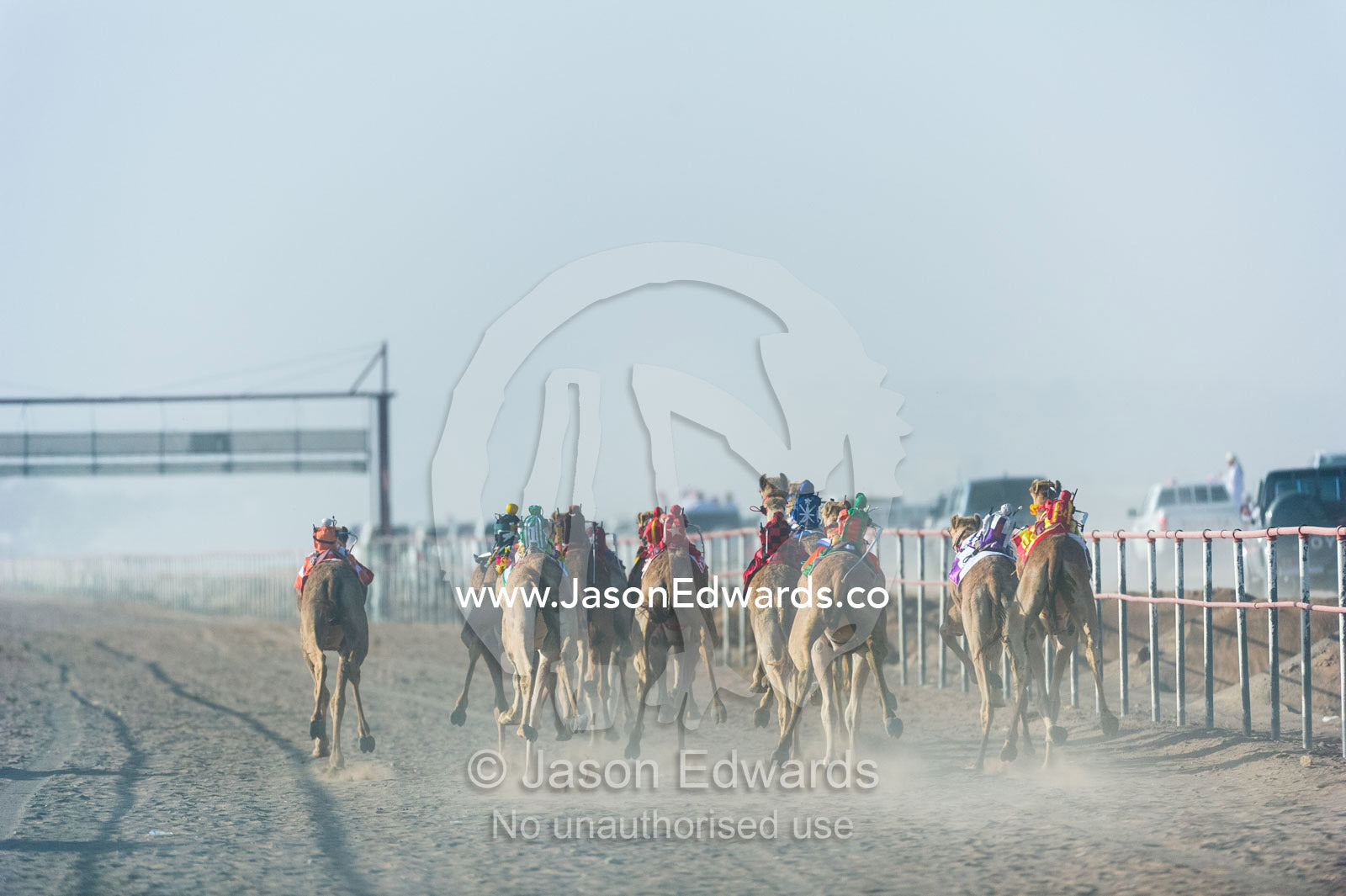 Racing camels stampede down a sand race track in a cloud of dust towards the finish line. Bidiya, Sharqiya Region, Sultanate of Oman.