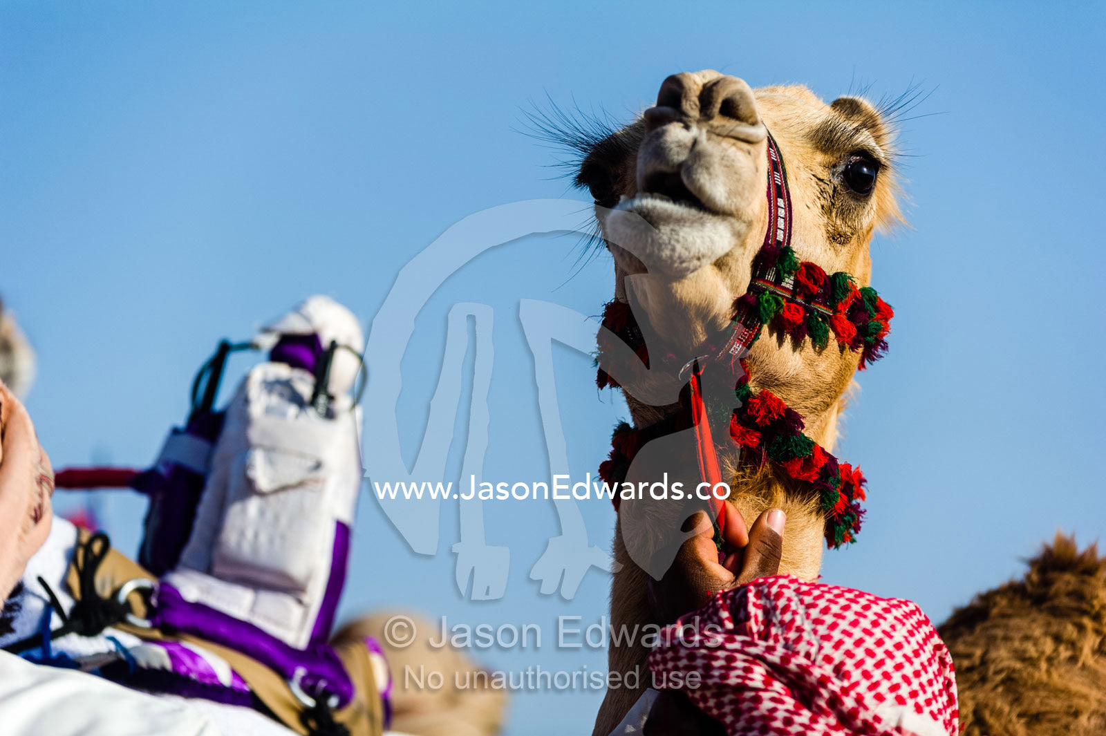 The decorated bridle of a racing camel waiting to race in the desert. Bidiya, Sharqiya Region, Sultanate of Oman.
