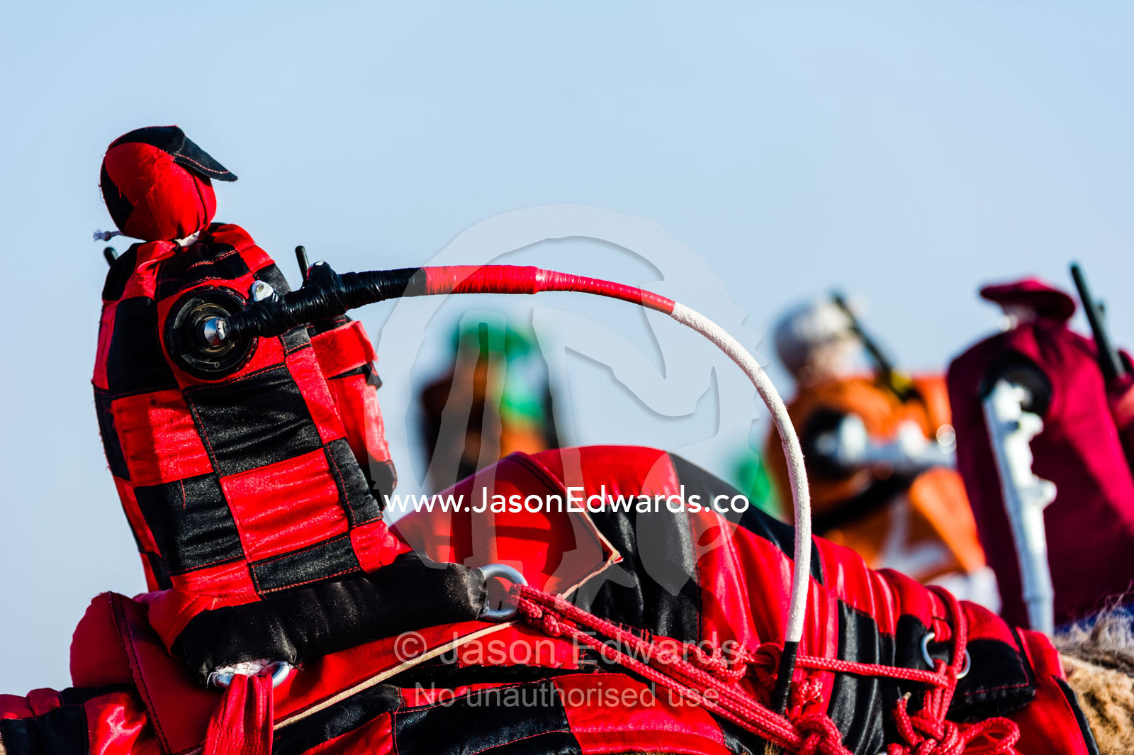 To reduce the risks to young boys, colorful robotic jockeys ride racing camels at race events. Bidiya, Sharqiya Region, Sultanate of Oman.