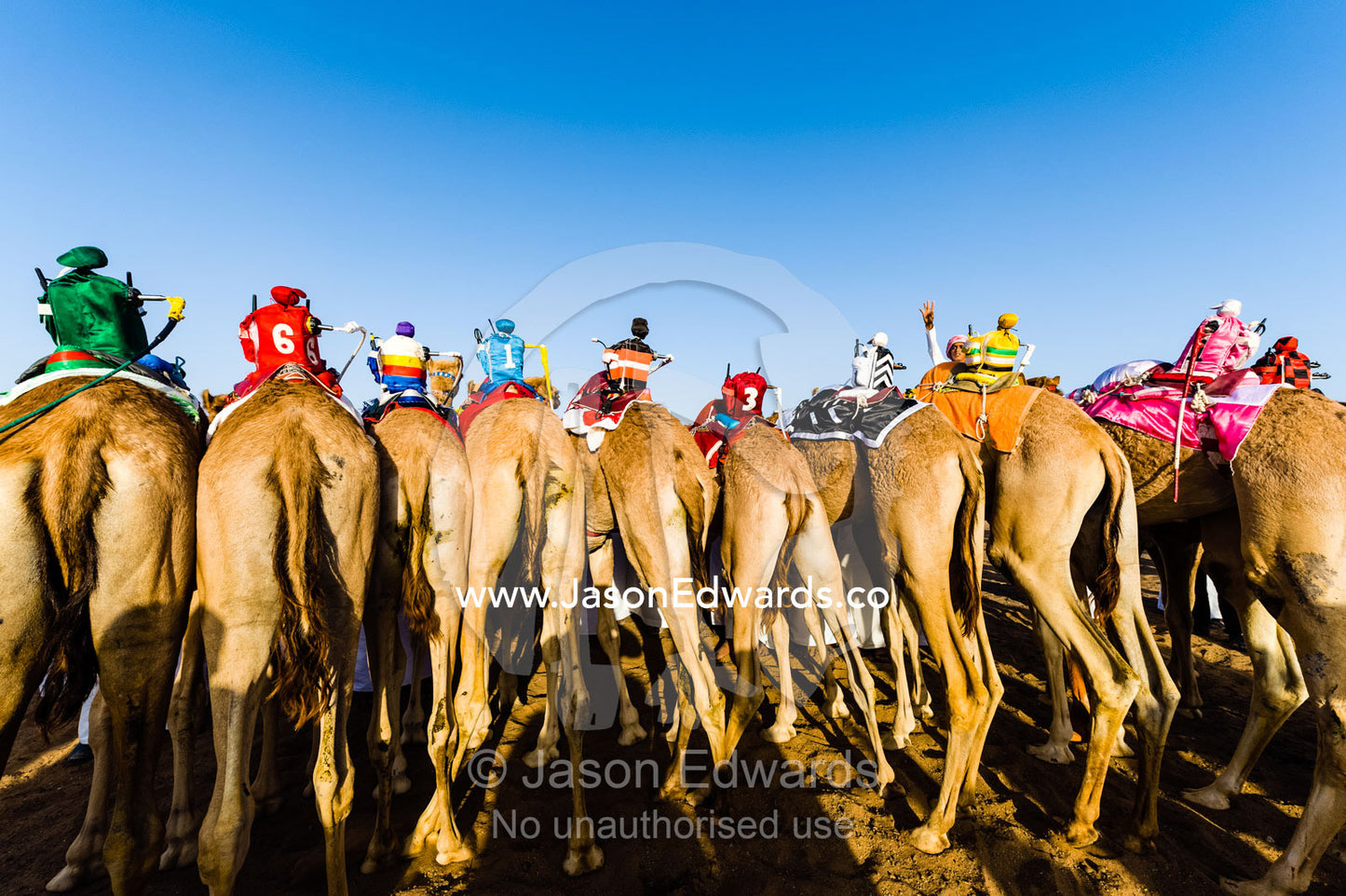 To reduce the risks to young boys, colorful robotic jockeys ride racing camels at race events. Bidiya, Sharqiya Region, Sultanate of Oman.