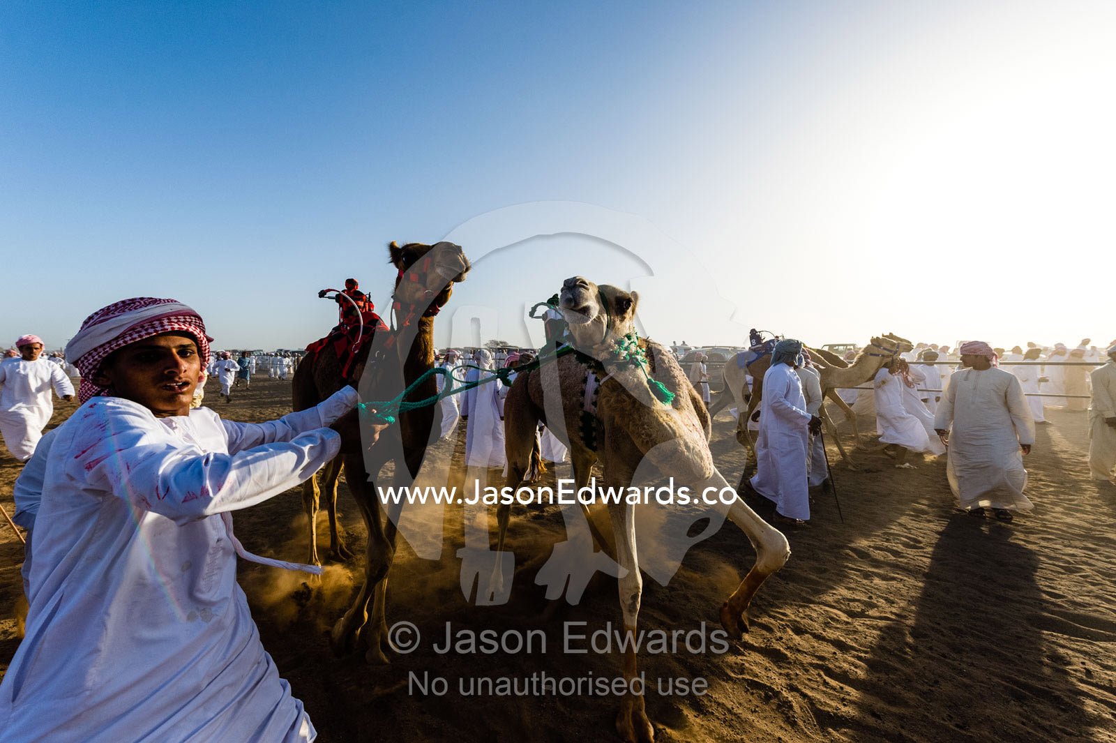 A handler maintains control of his racing camels as he leads them to the starting gate. Bidiya, Sharqiya Region, Sultanate of Oman.