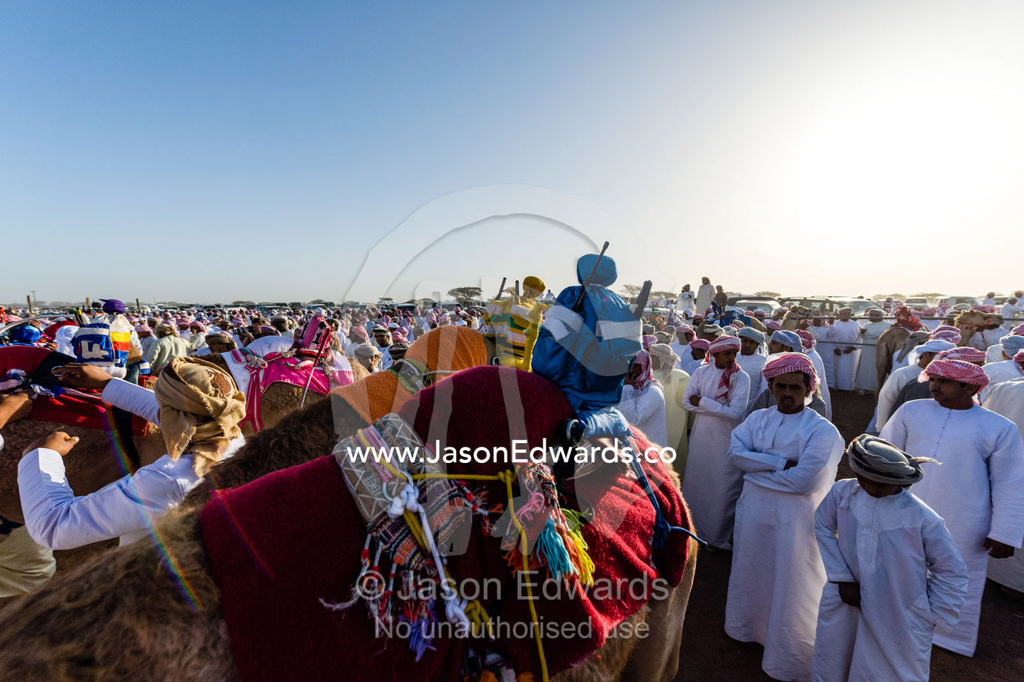 A crowd of Muslim men examine racing camels before they head to the starting gate. Bidiya, Sharqiya Region, Sultanate of Oman.