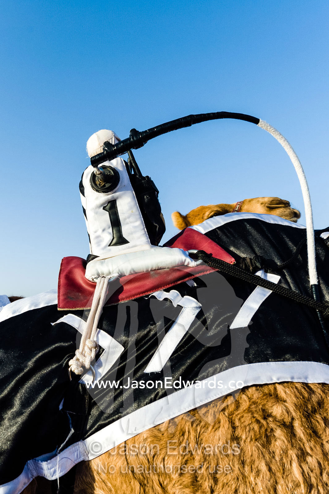 To reduce the risks to young boys, colorful robotic jockeys ride racing camels at race events. Bidiya, Sharqiya Region, Sultanate of Oman.