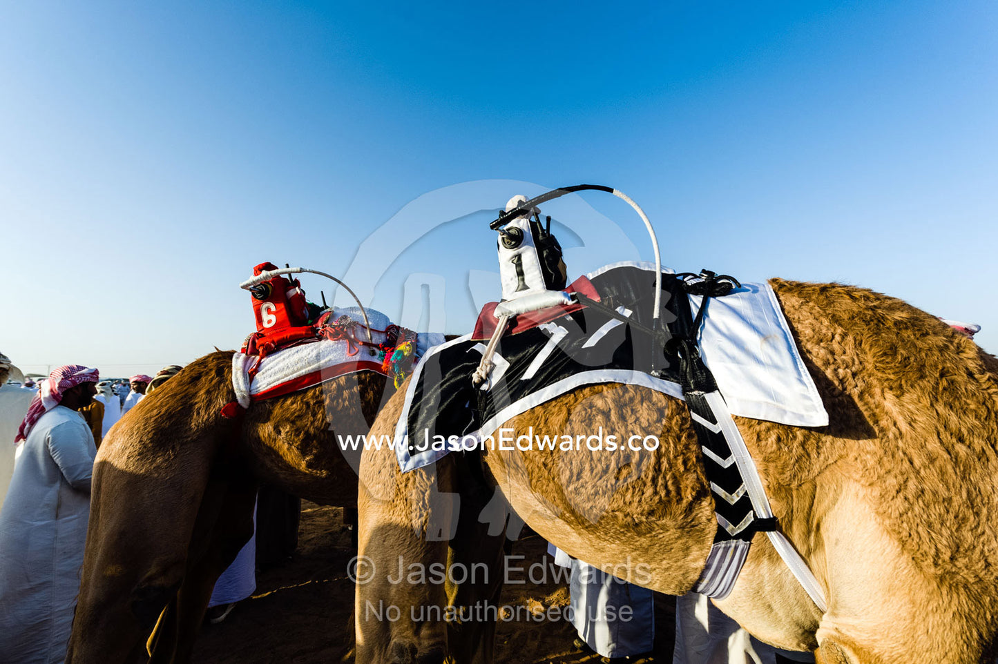 To reduce the risks to young boys, colorful robotic jockeys ride racing camels at race events. Bidiya, Sharqiya Region, Sultanate of Oman.