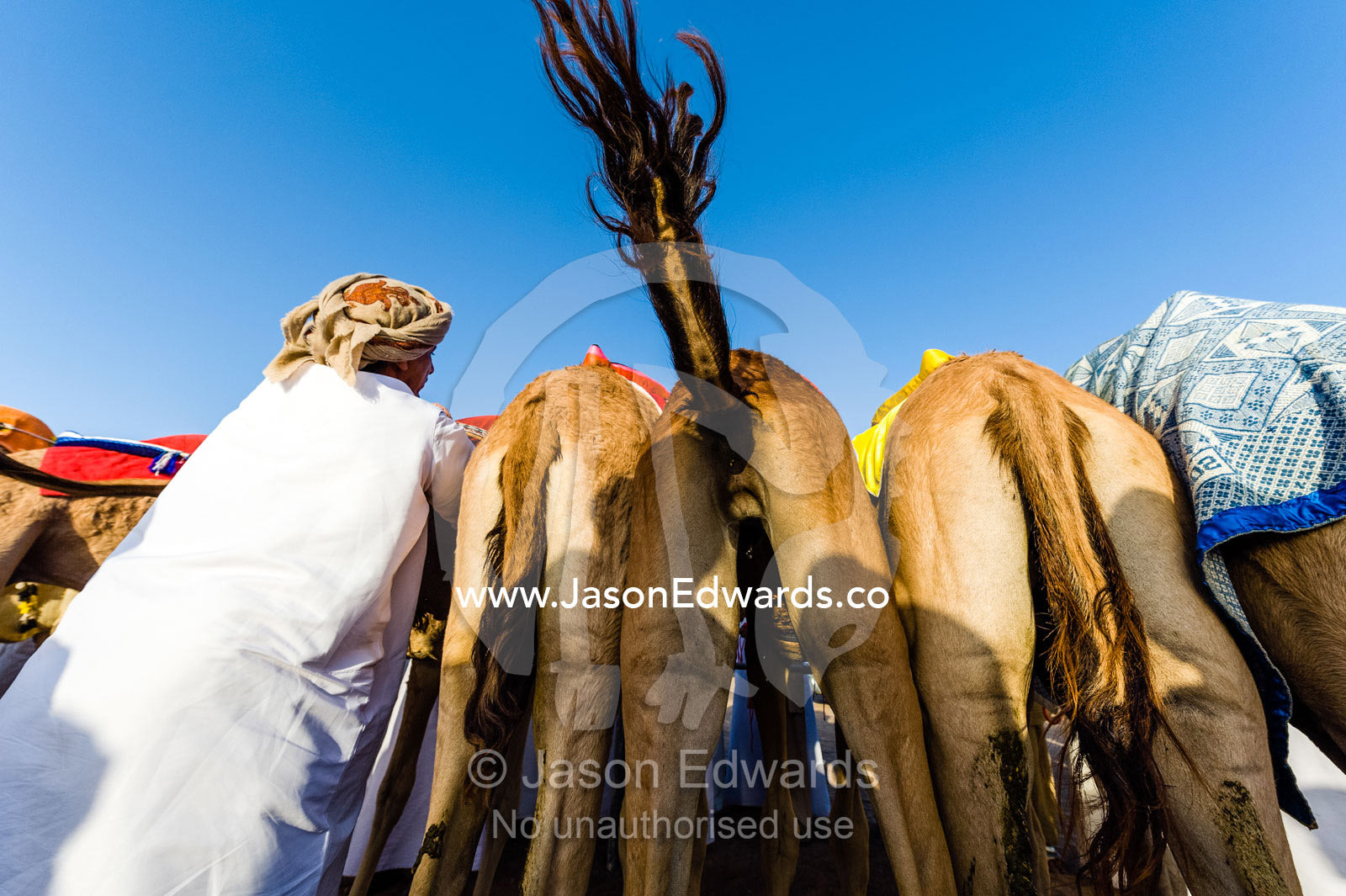 A racing camel lifts its tail to pass wind while a handler adjusts a robotic jockey. Bidiya, Sharqiya Region, Sultanate of Oman.