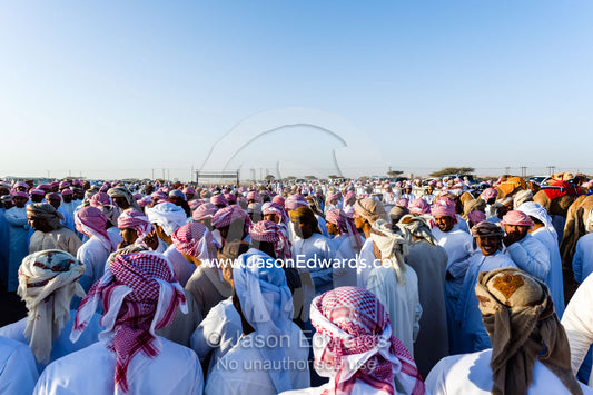 A large crowd of Muslim men wearing dishdasha and masar gather to watch camel races. Bidiya, Sharqiya Region, Sultanate of Oman.