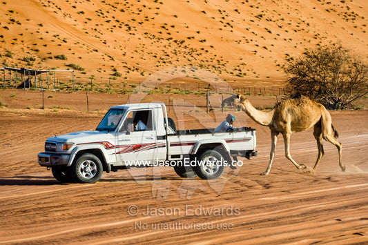 A racing camel runs behind a 4WD during training between sand dunes in the desert. Wahiba Sands, Ramlat al-Wahiba, Sharqiya Sands, Sultanate of Oman.