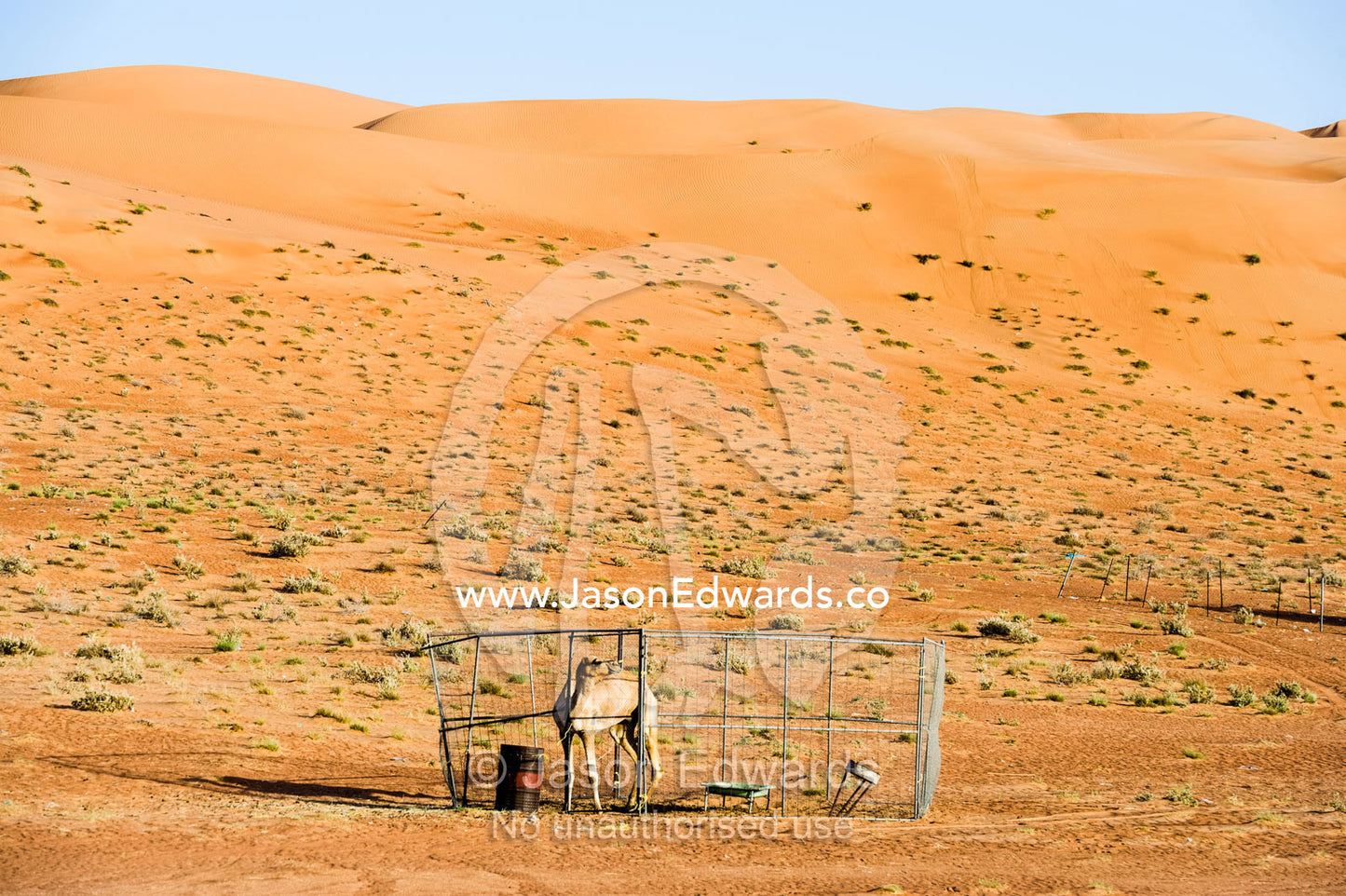 A racing camel in a corral resting between sand dunes in the desert. Wahiba Sands, Ramlat al-Wahiba, Sharqiya Sands, Sultanate of Oman.
