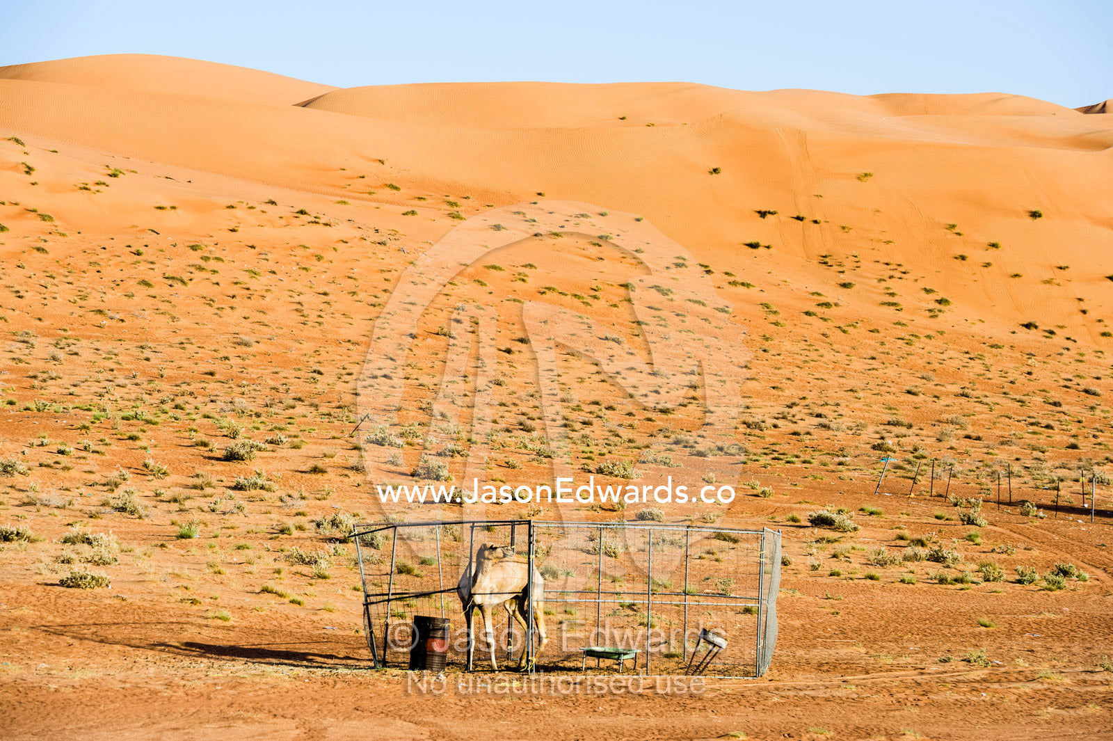 A racing camel in a corral resting between sand dunes in the desert. Wahiba Sands, Ramlat al-Wahiba, Sharqiya Sands, Sultanate of Oman.