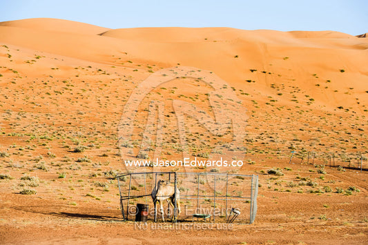 A racing camel in a corral resting between sand dunes in the desert. Wahiba Sands, Ramlat al-Wahiba, Sharqiya Sands, Sultanate of Oman.
