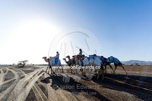 Camel herders lead their racing camels across a desert plain on their way to a race carnival. Al Wasil, Sharqiya Region, Sultanate of Oman.