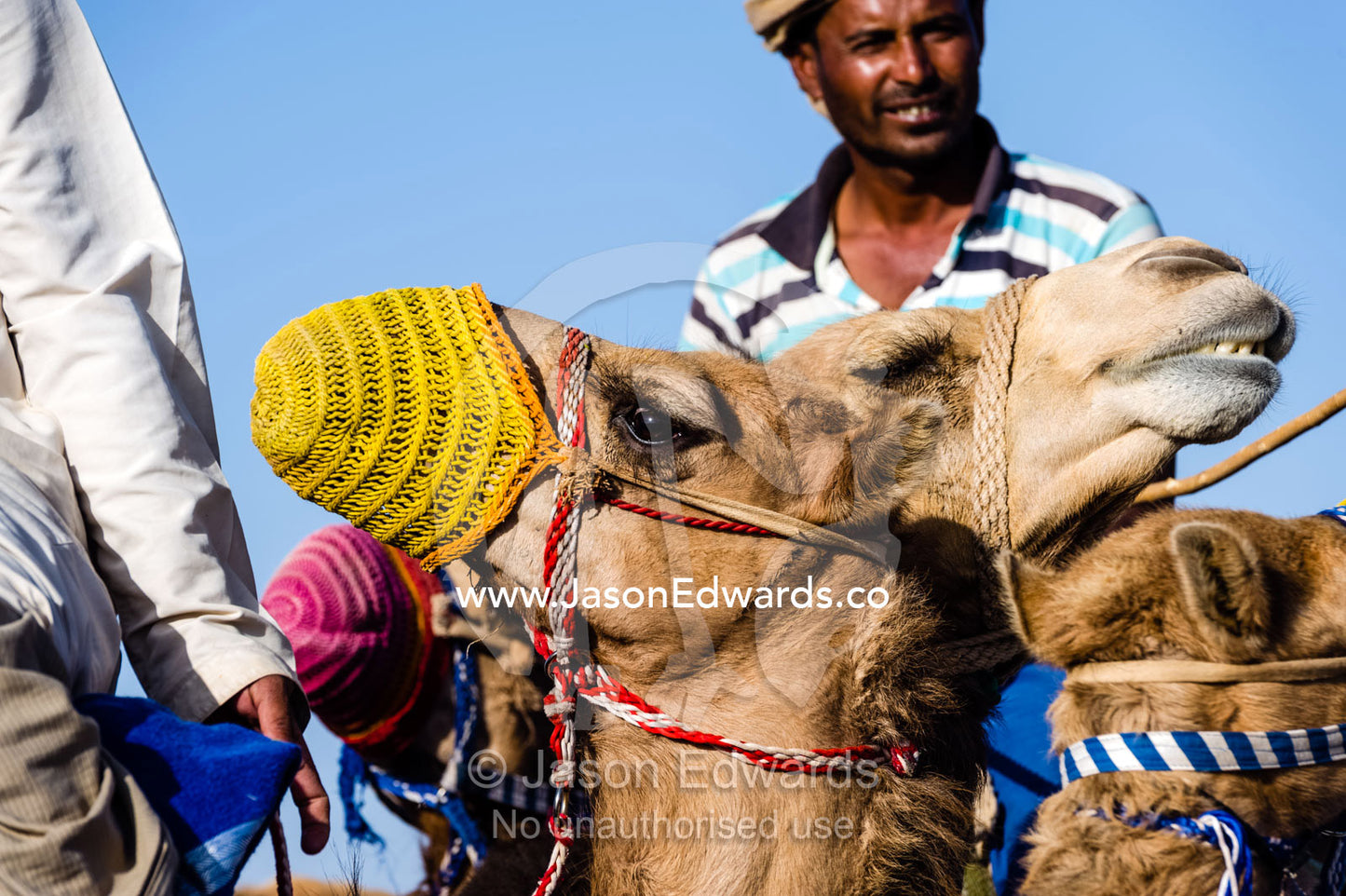 A herder leads his camels with woven muzzles across a desert plain on their way to a race carnival. Al Wasil, Sharqiya Region, Sultanate of Oman.