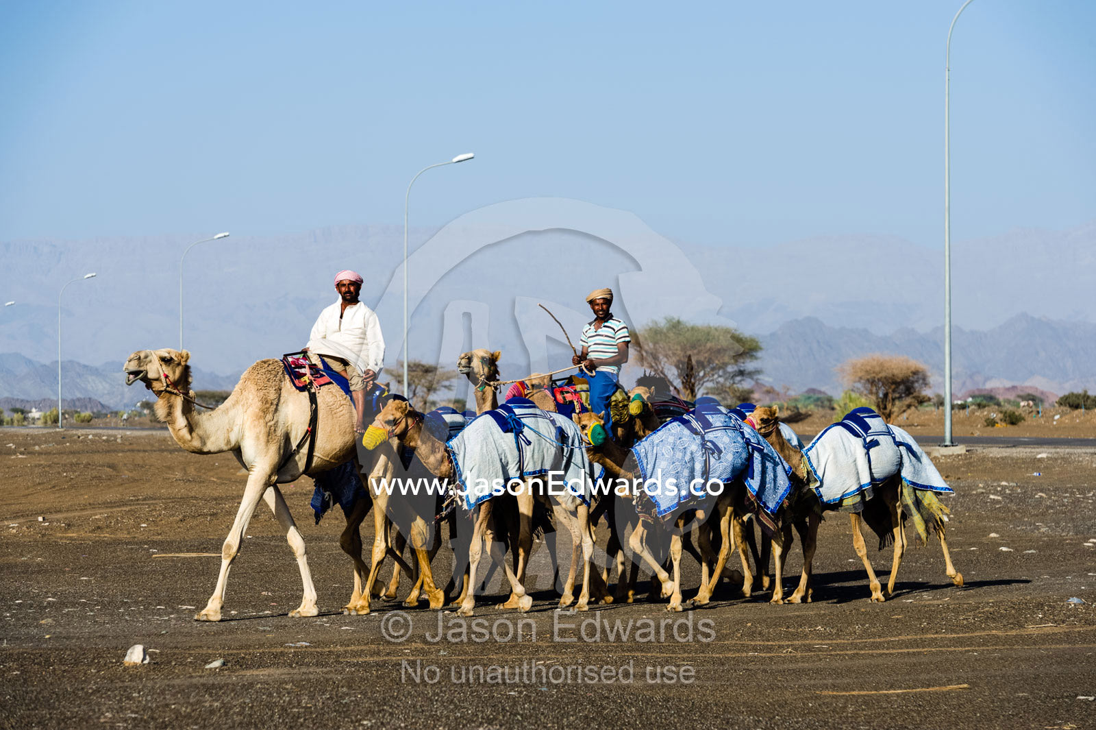 Camel herders lead their racing camels across a desert plain on their way to a race carnival. Al Wasil, Sharqiya Region, Sultanate of Oman.
