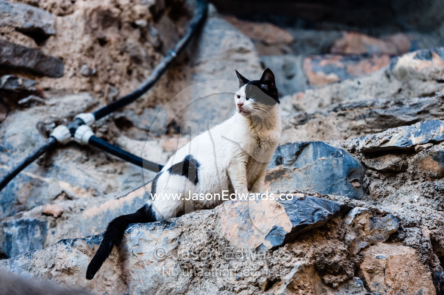 A domestic cat perched on a wall in an ancient mud brick village. Misfat Al Abryeen, Al Hajar Mountains, Al Hamra, Ad Dakhiliyah Region, Sultanate of Oman.