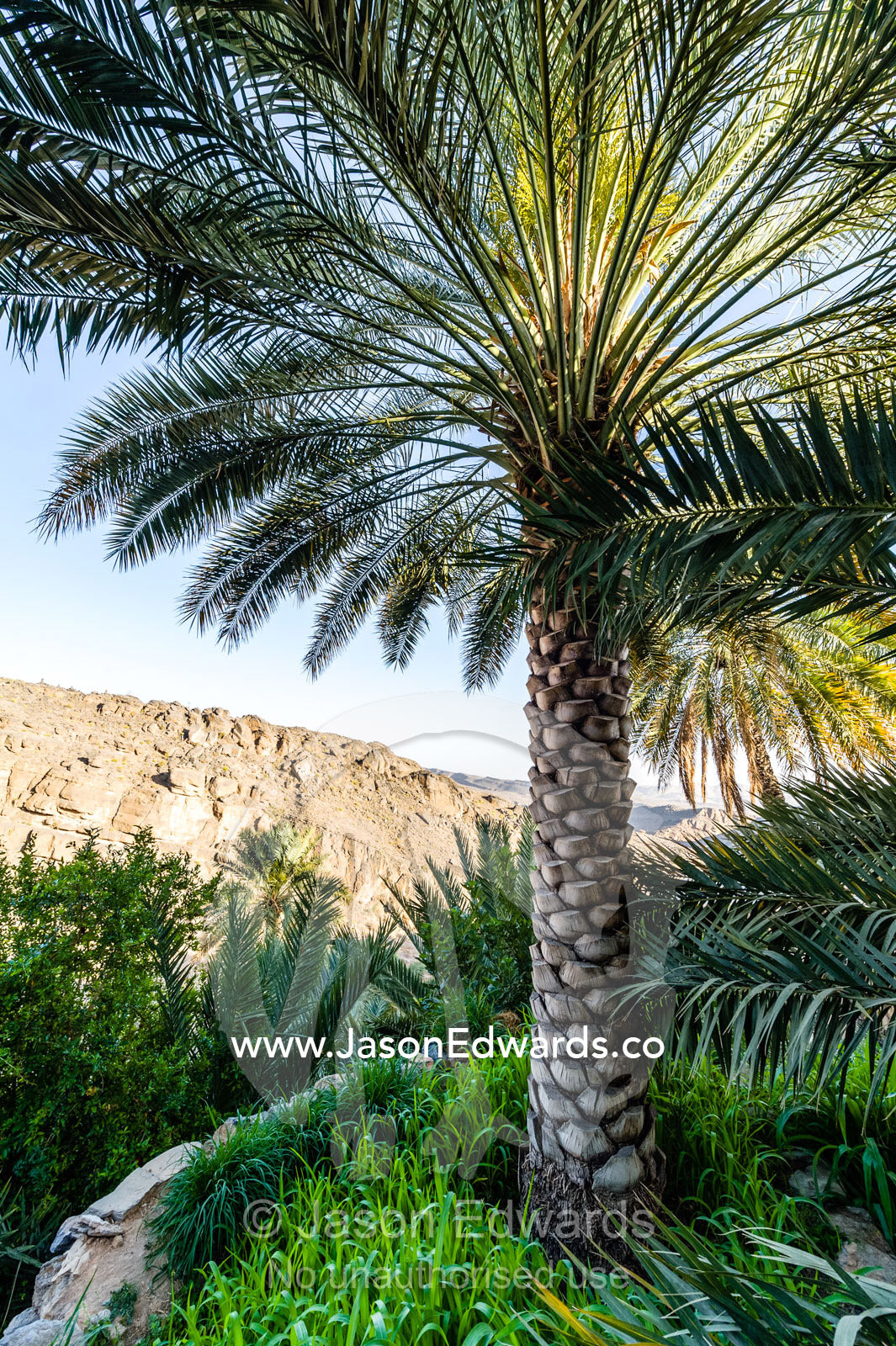 A date palm tree growing on an irrigated agricultural terrace in an ancient desert village. Misfat Al Abryeen, Al Hajar Mountains, Al Hamra, Ad Dakhiliyah Region, Sultanate of Oman.