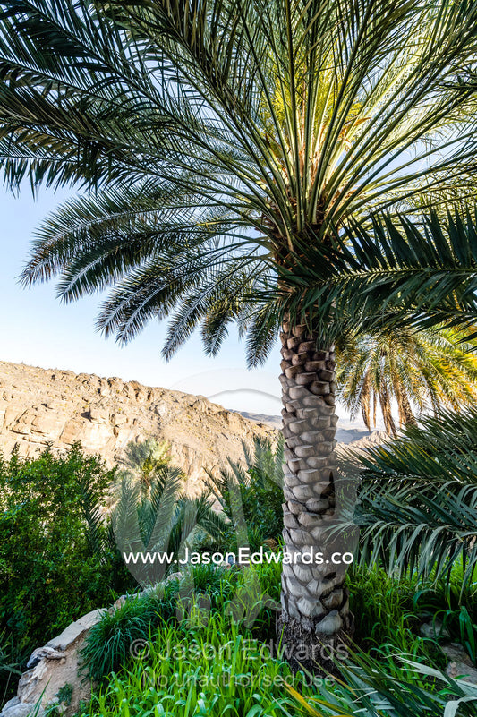 A date palm tree growing on an irrigated agricultural terrace in an ancient desert village. Misfat Al Abryeen, Al Hajar Mountains, Al Hamra, Ad Dakhiliyah Region, Sultanate of Oman.