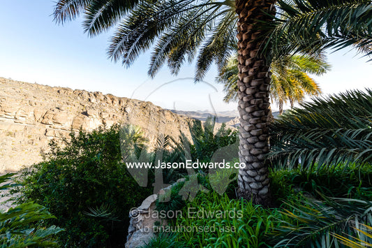 A date palm tree growing on an irrigated agricultural terrace in an ancient desert village. Misfat Al Abryeen, Al Hajar Mountains, Al Hamra, Ad Dakhiliyah Region, Sultanate of Oman.