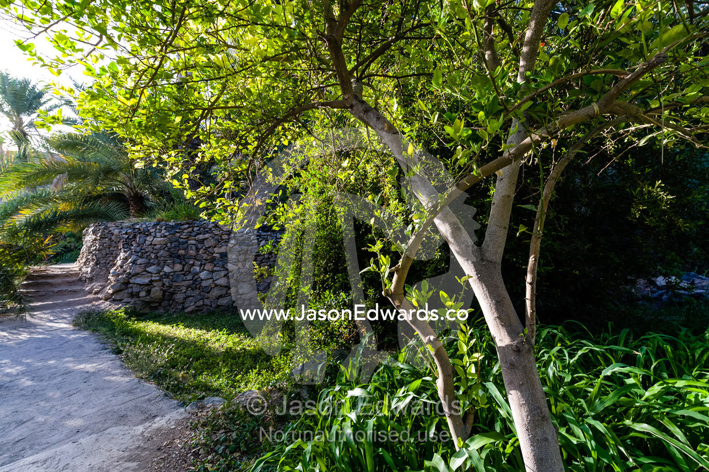 A tree growing on an irrigated agricultural terrace in an ancient desert village. Misfat Al Abryeen, Al Hajar Mountains, Al Hamra, Ad Dakhiliyah Region, Sultanate of Oman.