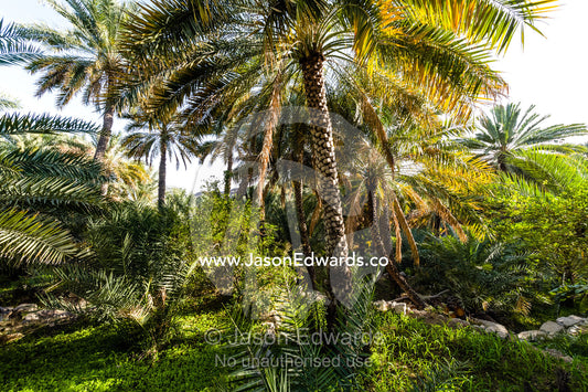 A date palm tree growing on an irrigated agricultural terrace in an ancient desert village. Misfat Al Abryeen, Al Hajar Mountains, Al Hamra, Ad Dakhiliyah Region, Sultanate of Oman.