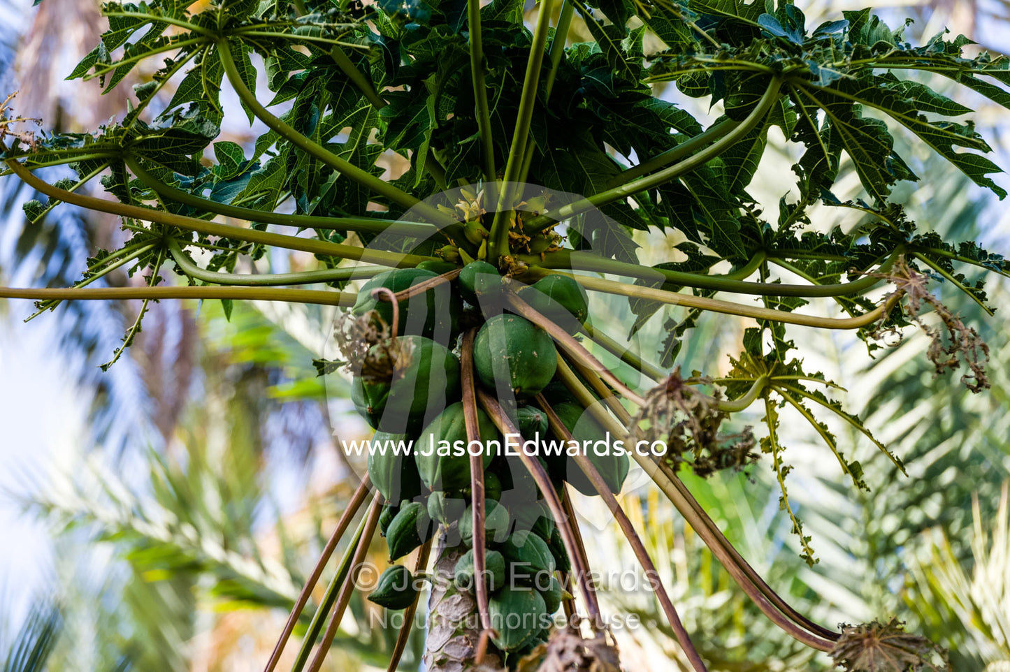A papaya tree growing on an irrigated agricultural terrace in an ancient desert village. Misfat Al Abryeen, Al Hajar Mountains, Al Hamra, Ad Dakhiliyah Region, Sultanate of Oman.