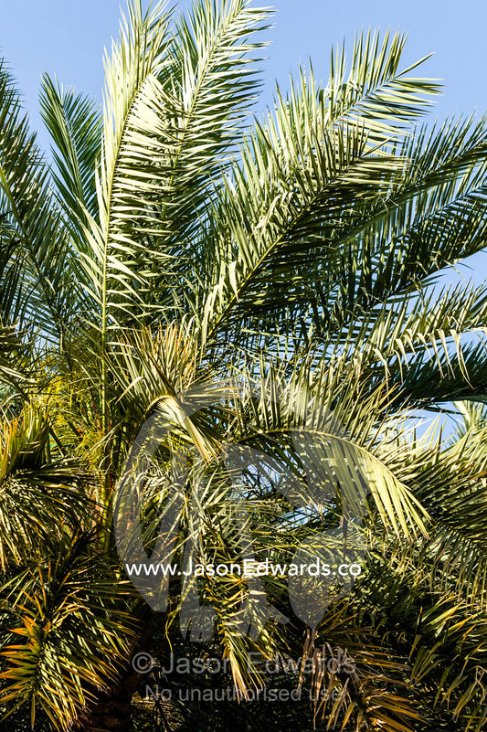 A date palm tree growing on an irrigated agricultural terrace in an ancient desert village. Misfat Al Abryeen, Al Hajar Mountains, Al Hamra, Ad Dakhiliyah Region, Sultanate of Oman.
