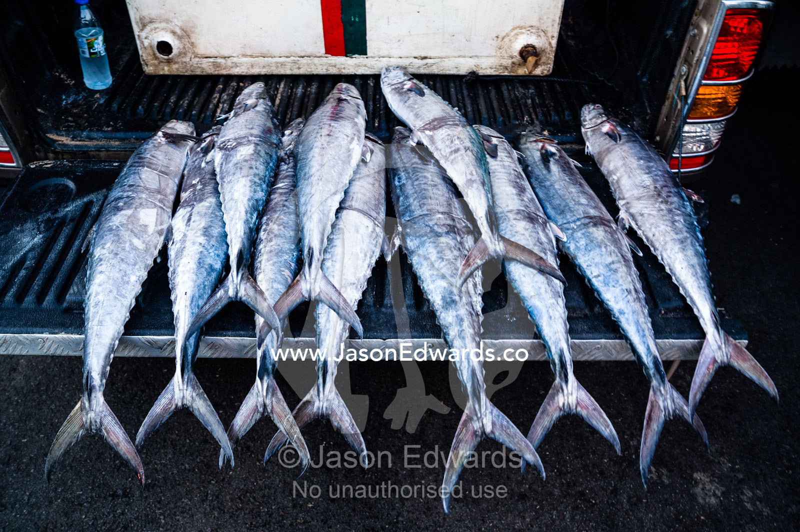 A row of King Fish for sale in a fish market. Mutrah Fish Market, Muscat, Gulf of Oman, Sultanate of Oman.