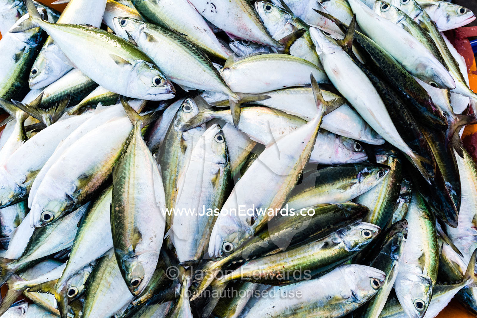 A pile of sardine fish for sale in a tub in a fish market. Mutrah Fish Market, Muscat, Gulf of Oman, Sultanate of Oman.