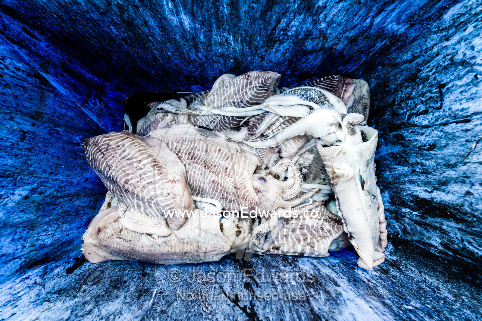 Cuttlefish for sale in a tub in a fish market. Mutrah Fish Market, Muscat, Gulf of Oman, Sultanate of Oman.