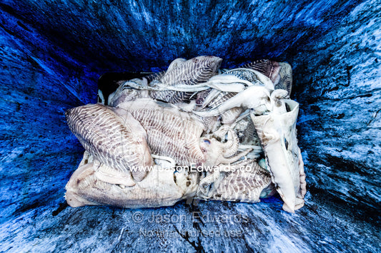 Cuttlefish for sale in a tub in a fish market. Mutrah Fish Market, Muscat, Gulf of Oman, Sultanate of Oman.