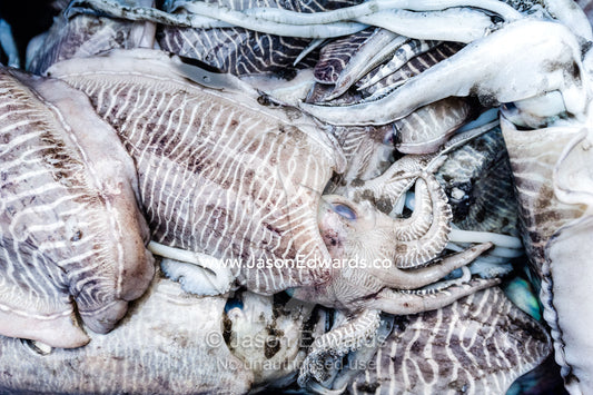Cuttlefish for sale in a tub in a fish market. Mutrah Fish Market, Muscat, Gulf of Oman, Sultanate of Oman.