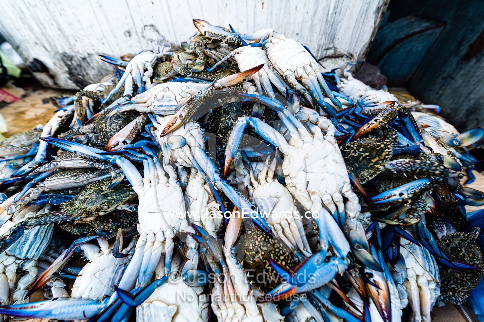 A pile of blue swimmer crabs for sale in a fish market. Mutrah Fish Market, Muscat, Gulf of Oman, Sultanate of Oman.