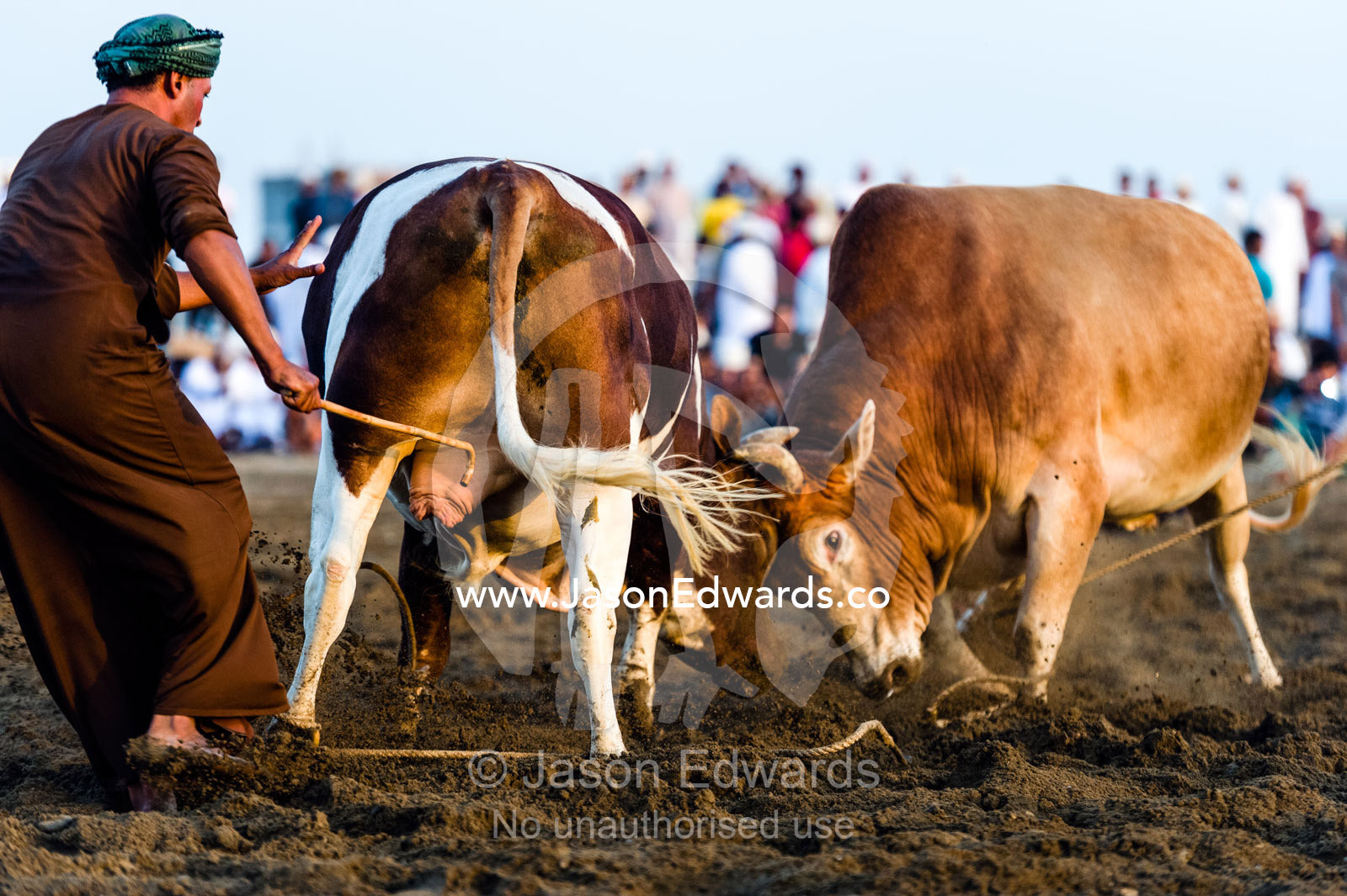 An official uses a cane to prevent Brahman bulls from becoming entangled in their ropes. Al Sharadi, Seeb, Muscat, Sultanate of Oman.