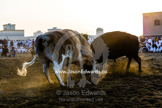 A pair of enormous Brahman bulls lock horns in a battle of strength and stamina. Al Sharadi, Seeb, Muscat, Sultanate of Oman.