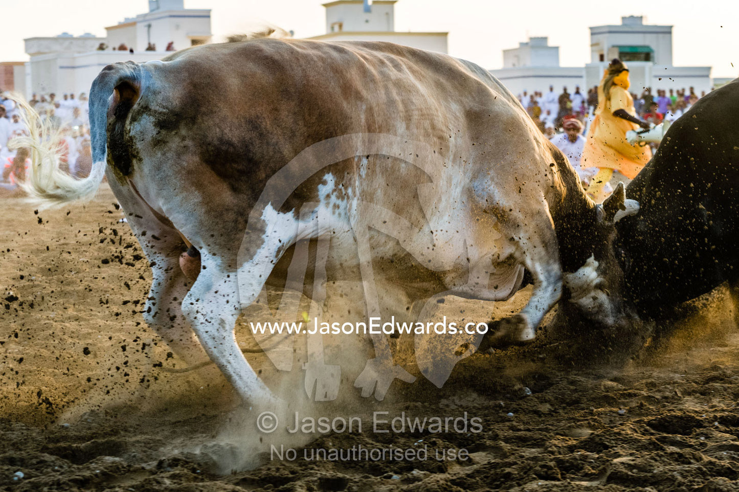 A pair of enormous Brahman bulls lock horns in a battle of strength and stamina. Al Sharadi, Seeb, Muscat, Sultanate of Oman.