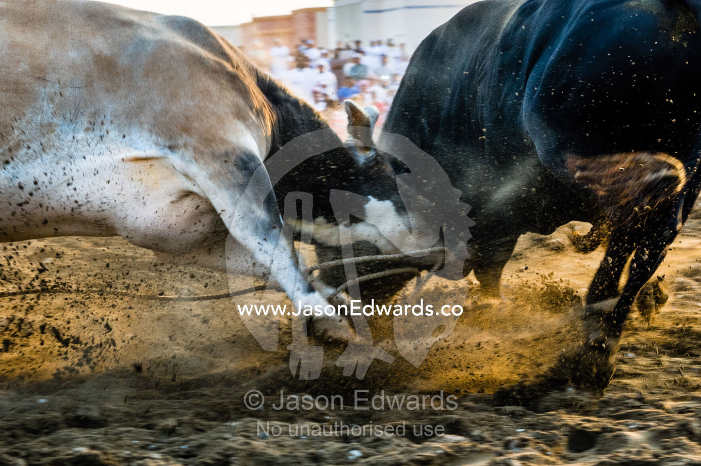 A pair of enormous Brahman bulls lock horns in a battle of strength and stamina. Al Sharadi, Seeb, Muscat, Sultanate of Oman.