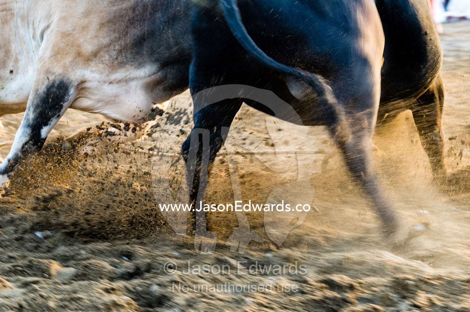A pair of enormous Brahman bulls lock horns in a battle of strength and stamina. Al Sharadi, Seeb, Muscat, Sultanate of Oman.