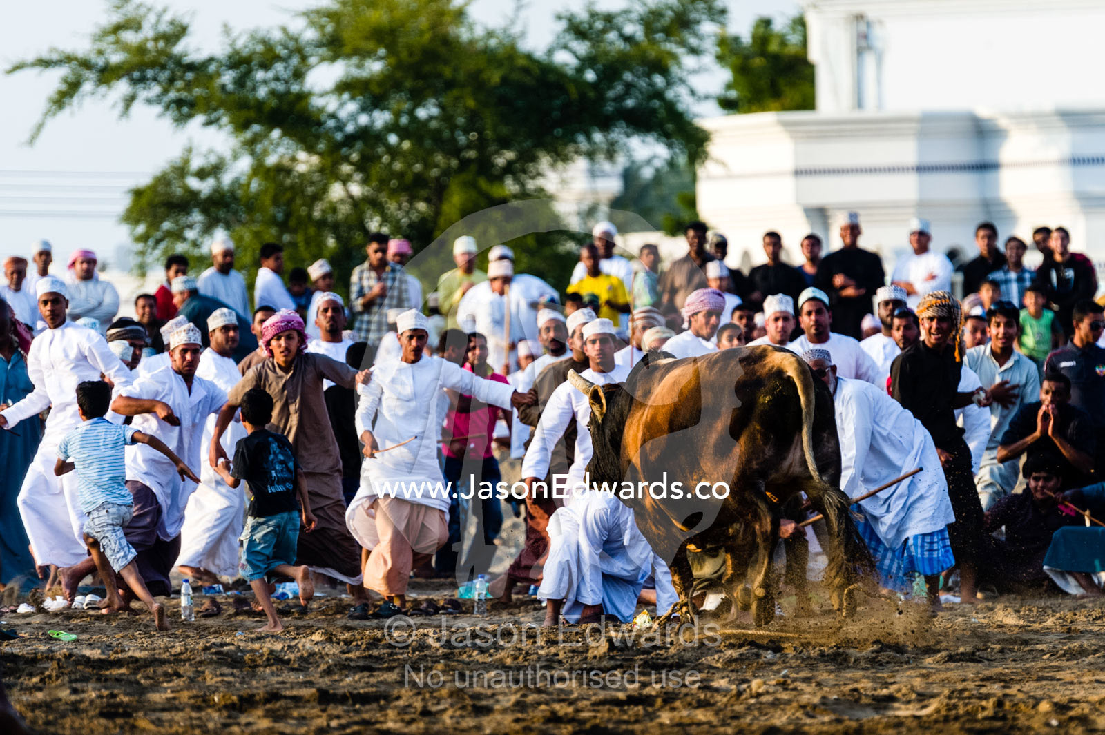 Young men attempt to restrain a Brahman bull that has stampeded into the crowd during a bullfight. Al Sharadi, Seeb, Muscat, Sultanate of Oman.