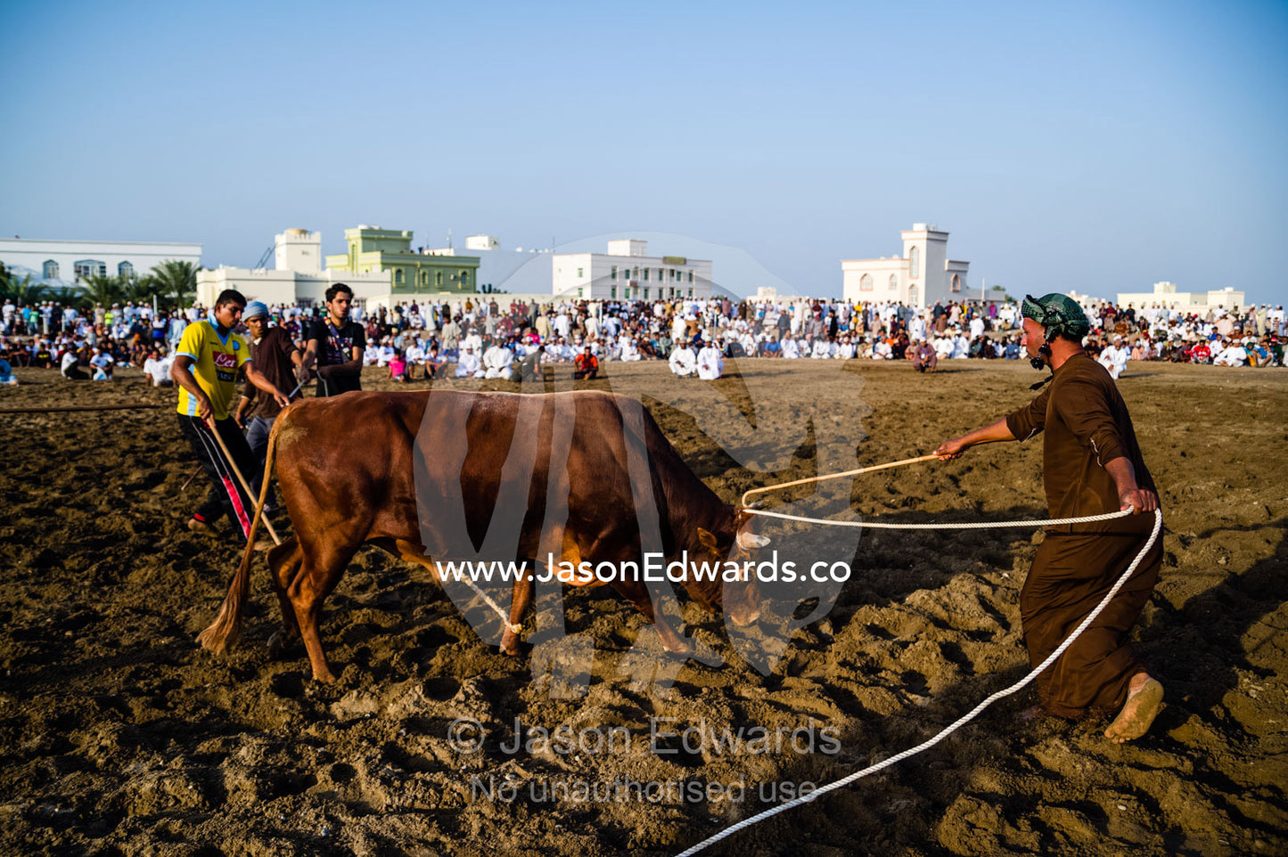 An official uses a wooden cane to ensure the Brahman bulls do not become entangled in their ropes. Al Sharadi, Seeb, Muscat, Sultanate of Oman.