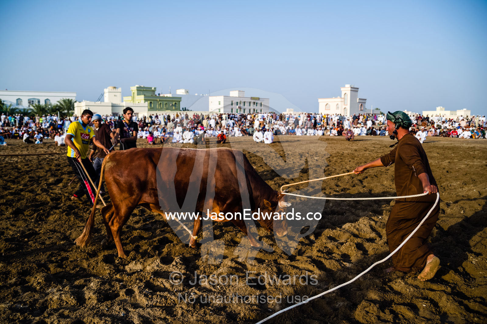 An official uses a wooden cane to ensure the Brahman bulls do not become entangled in their ropes. Al Sharadi, Seeb, Muscat, Sultanate of Oman.