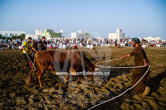 An official uses a wooden cane to ensure the Brahman bulls do not become entangled in their ropes. Al Sharadi, Seeb, Muscat, Sultanate of Oman.