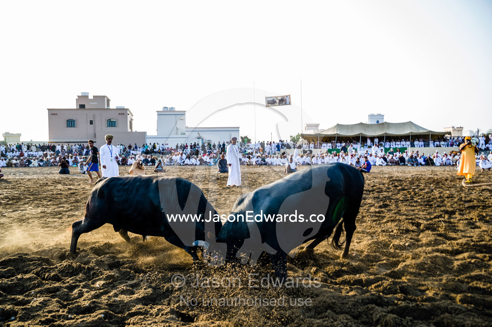 A pair of enormous Brahman bulls lock horns in a battle of strength and stamina. Al Sharadi, Seeb, Muscat, Sultanate of Oman.
