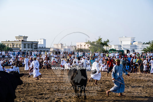 Young men attempt to restrain a Brahman bull that has stampeded into the crowd during a bull fight. Al Sharadi, Seeb, Muscat, Sultanate of Oman.