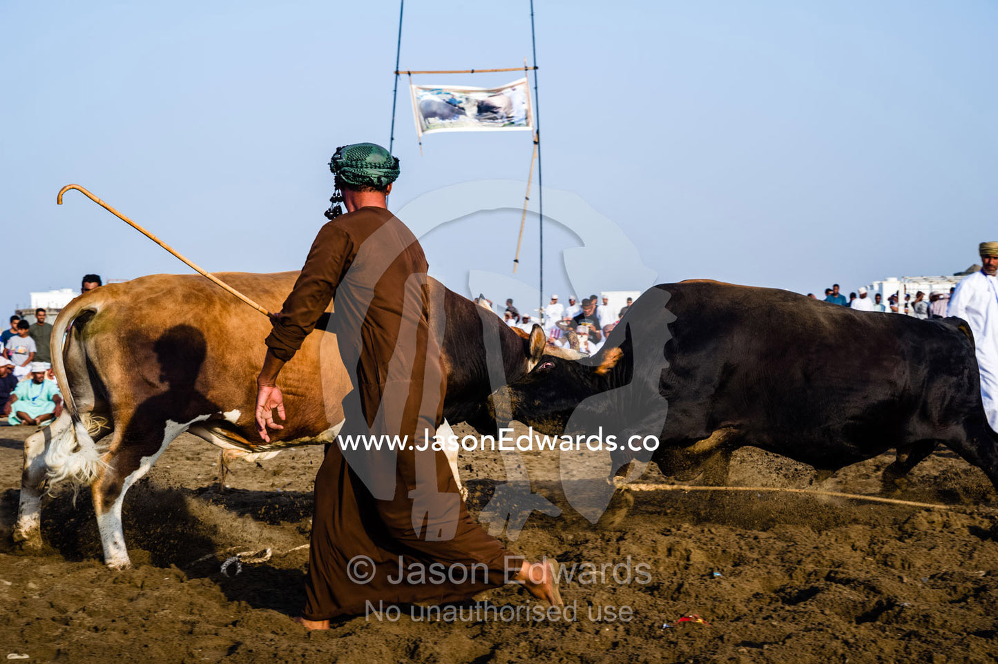 An official uses a wooden cane to ensure the Brahman bulls do not become entangled in their ropes. Al Sharadi, Seeb, Muscat, Sultanate of Oman.