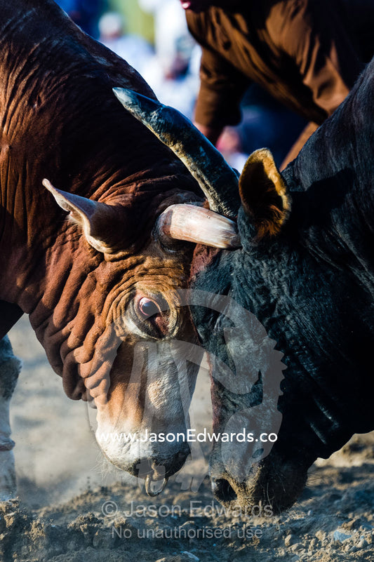 A pair of large Brahman bull heads collide and lock horns during a traditional bull fight. Al Sharadi, Seeb, Muscat, Sultanate of Oman.