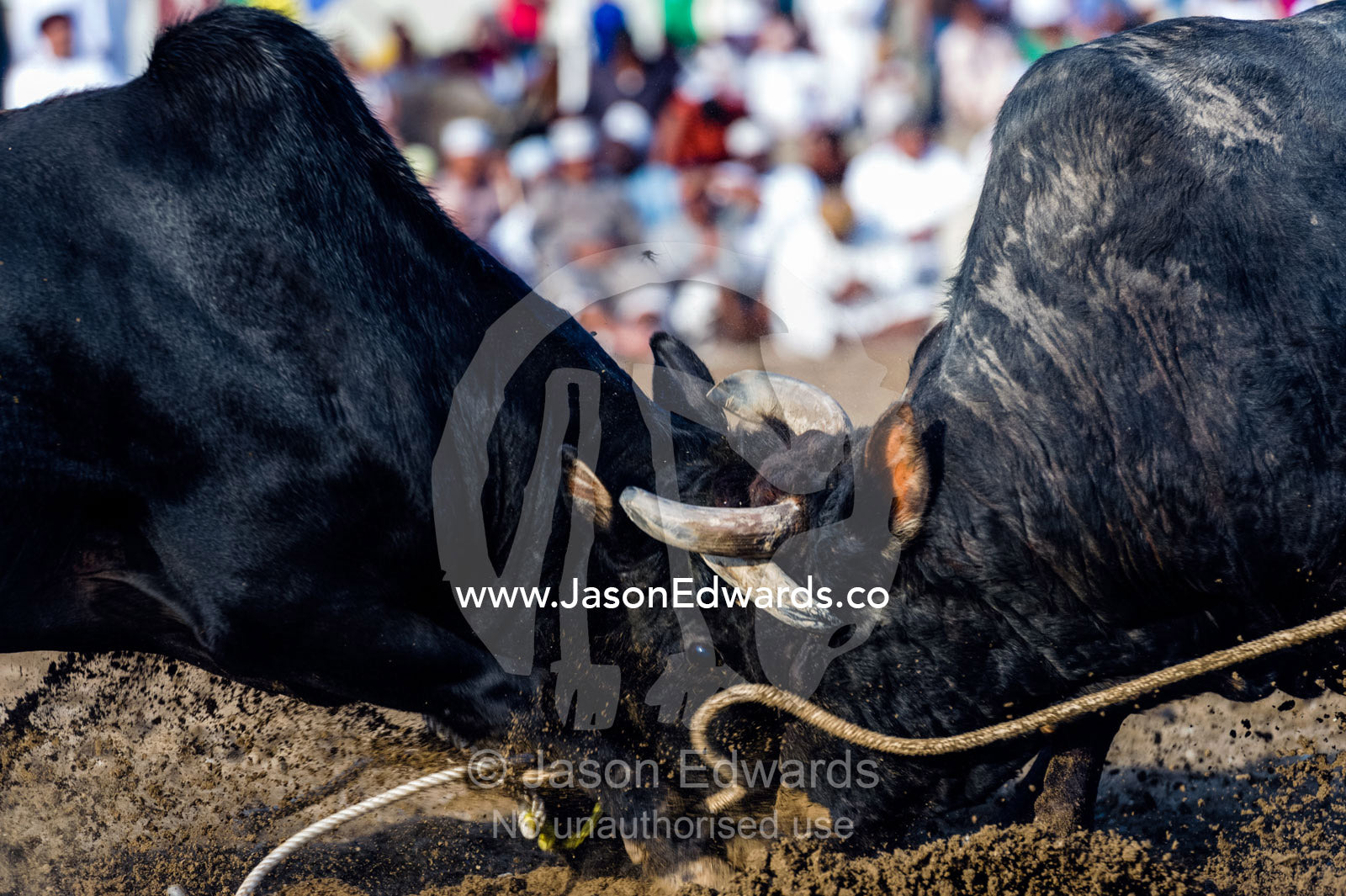 A pair of enormous Brahman bulls lock horns in a battle of strength and stamina. Al Sharadi, Seeb, Muscat, Sultanate of Oman.