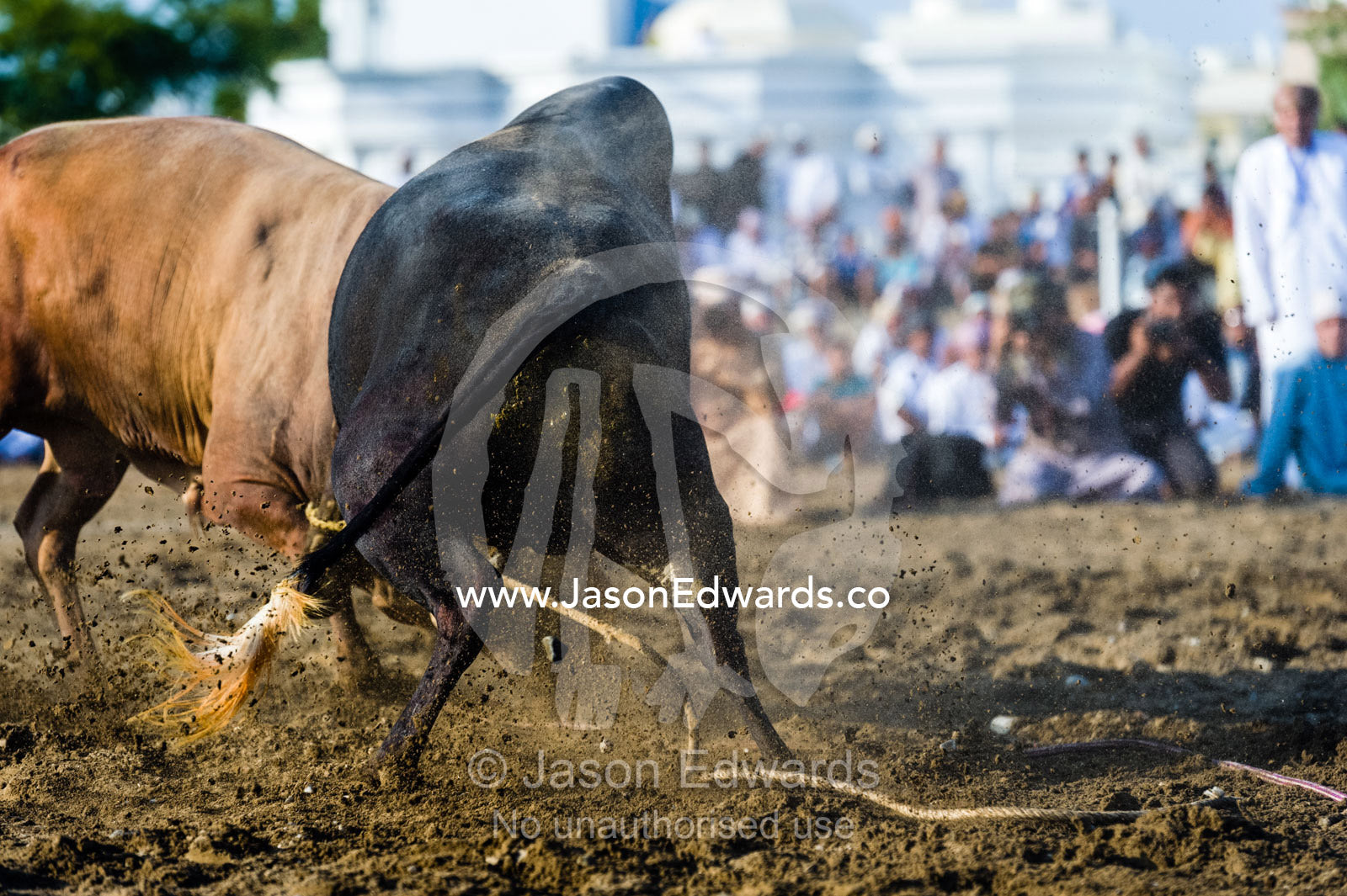 A pair of enormous Brahman bulls lock horns in a battle of strength and stamina. Al Sharadi, Seeb, Muscat, Sultanate of Oman.