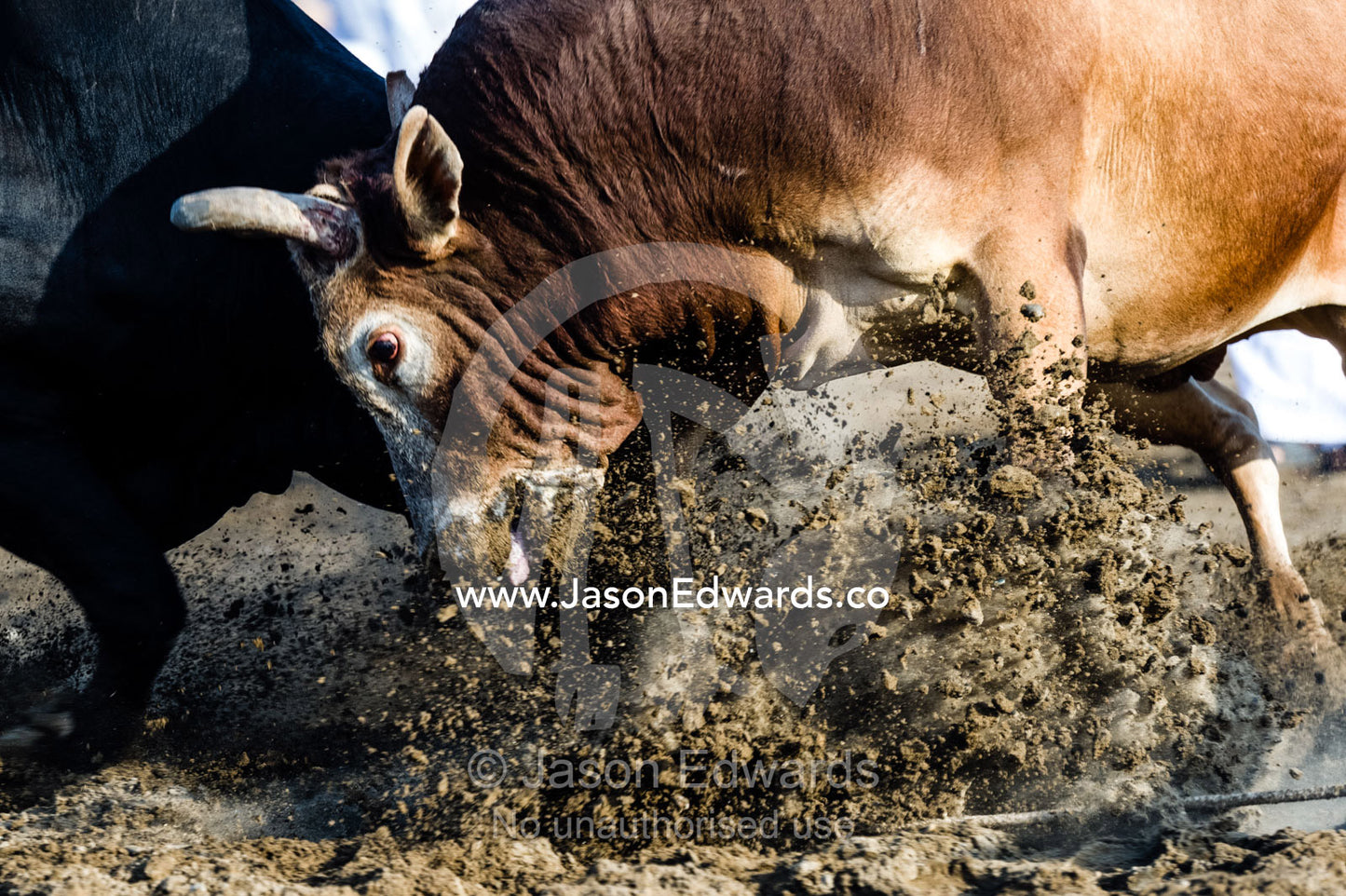 A pair of enormous Brahman bulls lock horns in a battle of strength and stamina. Al Sharadi, Seeb, Muscat, Sultanate of Oman.